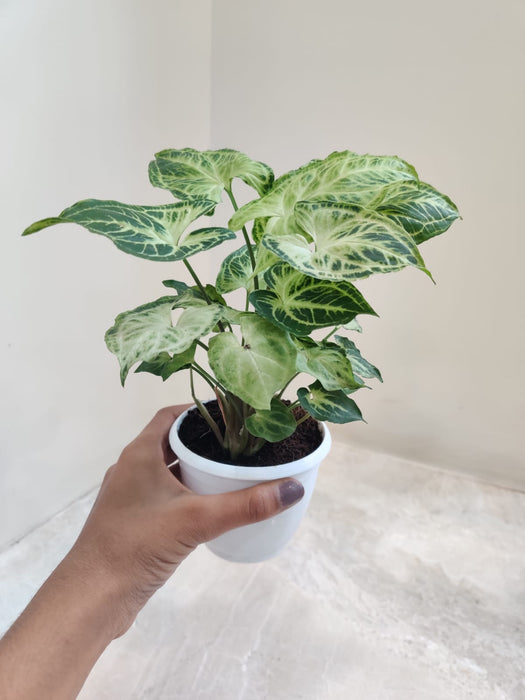 syngonium-podophyllum-batik-plant-plastic-pot