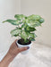 syngonium-podophyllum-batik-plant-plastic-pot