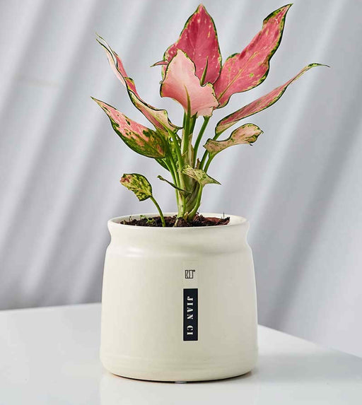 Ivory barrel ceramic pot for modern indoor décor