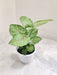 Syngonium indoor  plant in white pot