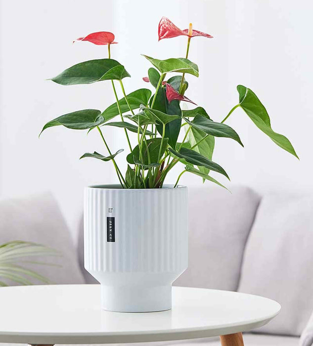 "Light sky blue ribbed ceramic planter for modern indoor and outdoor decor