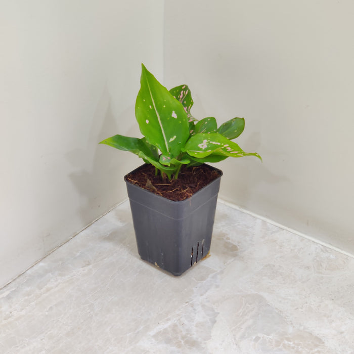 Aglaonema Dalmatian Small Plant