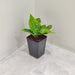 Aglaonema Dalmatian Small Plant