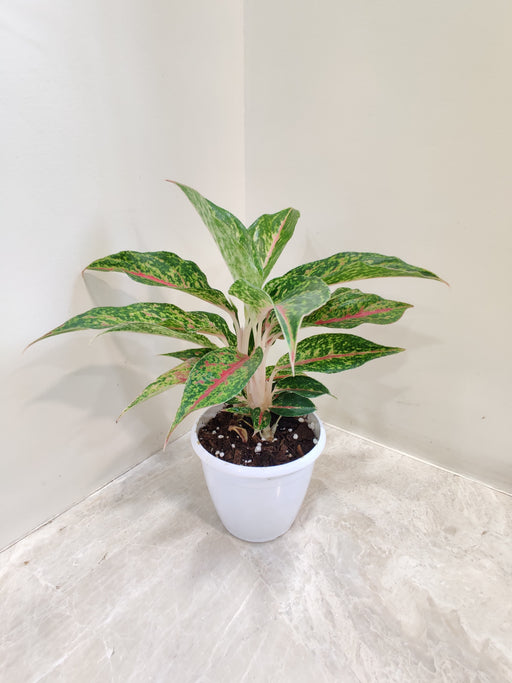 Air purifying Aglaonema Happiness plant