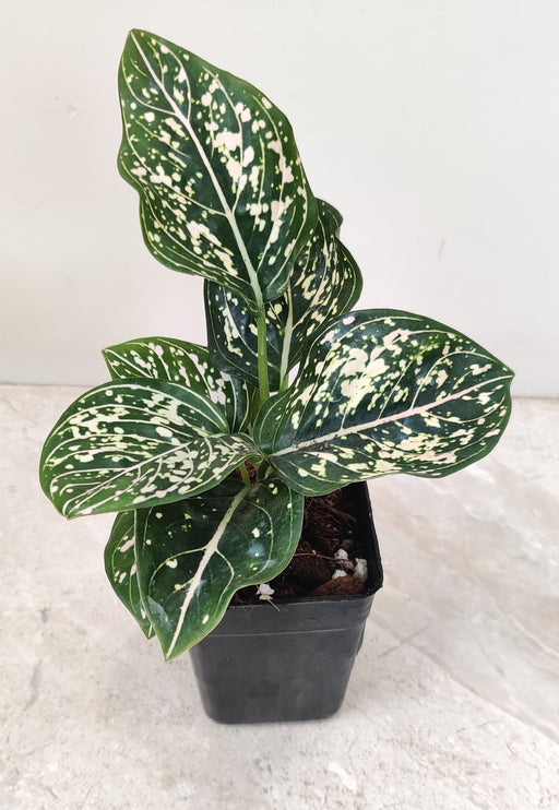 Low maintenance Aglaonema Pink Dotted indoor plant