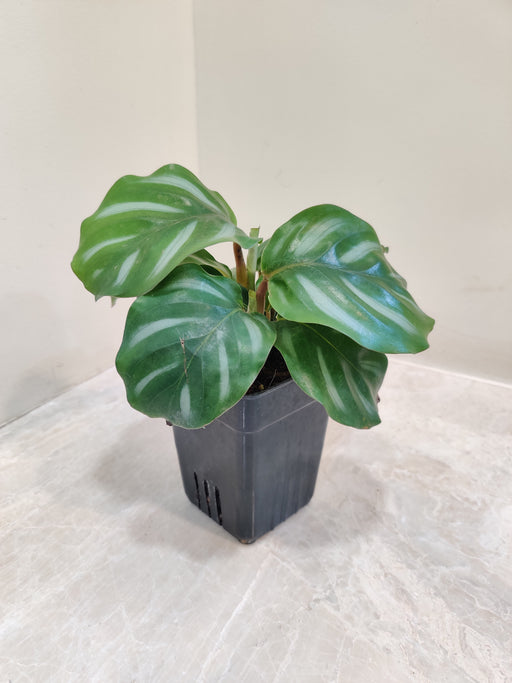 Calathea Orbifolia White plant in 7 cm pot