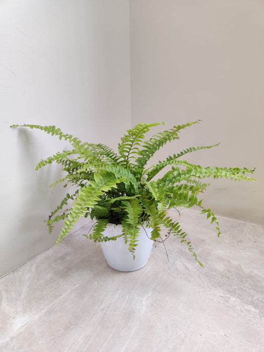 boston-fern-plant