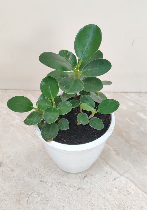 Low maintenance Ficus Island Dwarf indoor plant