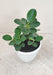 Low maintenance Ficus Island Dwarf indoor plant