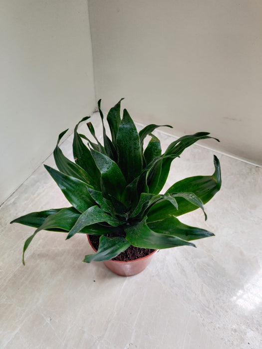 Low Maintenance Green Plant in 8.5cm Pot