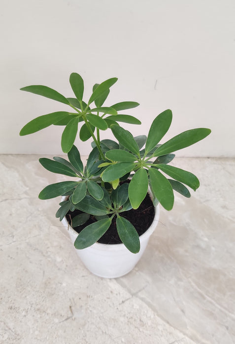 Low maintenance Schefflera Green Plant