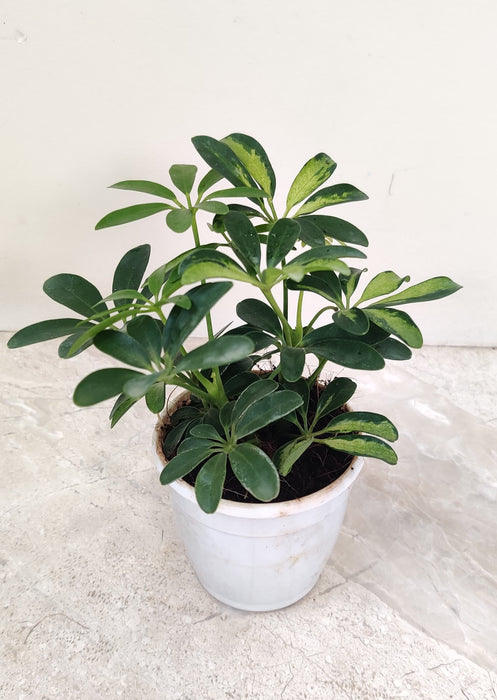 Schefflera Variegated Plant in 7 cm pot