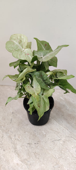 Air-purifying indoor Syngonium plant