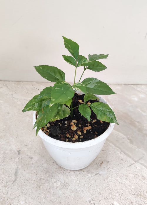 Variegated Radermachera Plant in 7 cm pot