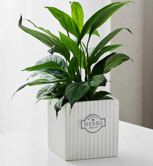 Indoor herb planter in square ceramic pot