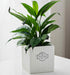 Indoor herb planter in square ceramic pot