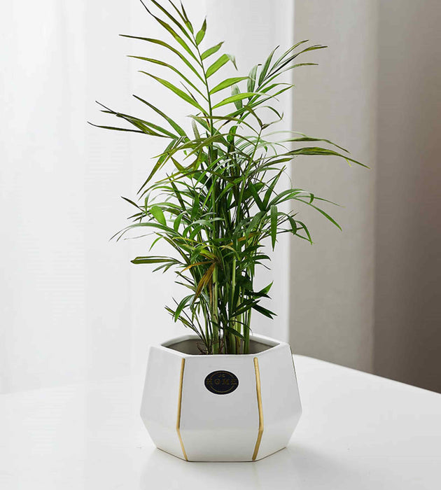 Modern geometric ceramic planter with gold accents