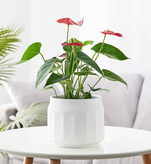 White Pot Suitable for Office and Home