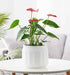 White Pot Suitable for Office and Home