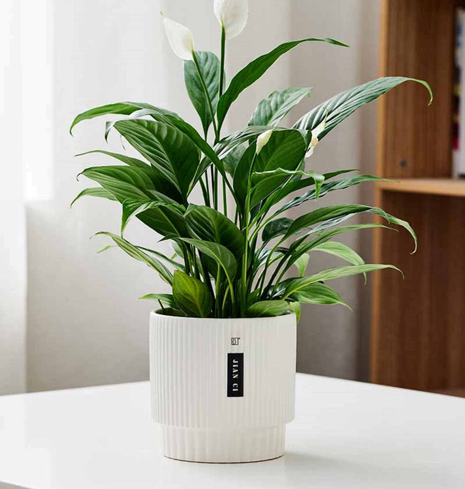 Modern White Ribbed Ceramic Planter with Indoor Plant