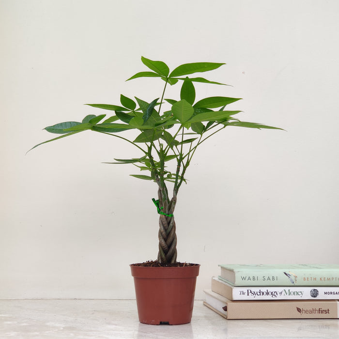 Braided Pachira Money Tree in a 10 cm Pot for Indoor Use