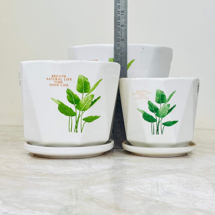 Nature-Inspired White Ceramic Pot Collection