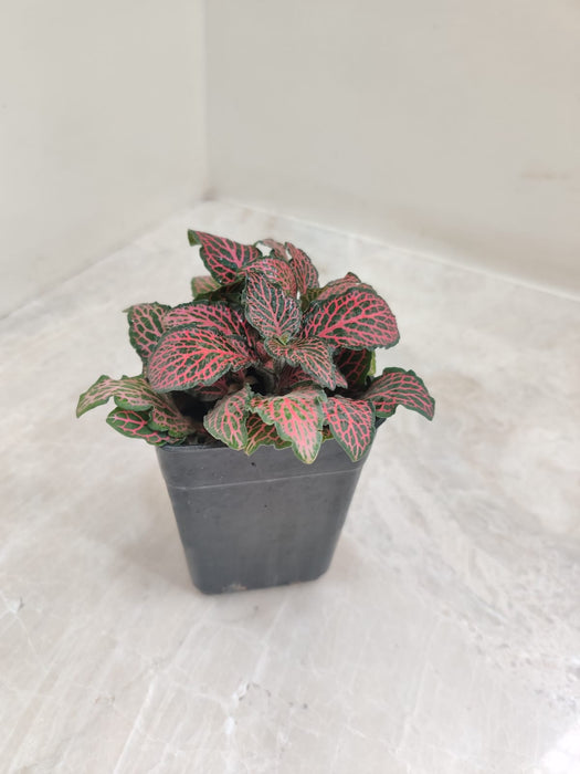 fittonia-red-cloud-plant