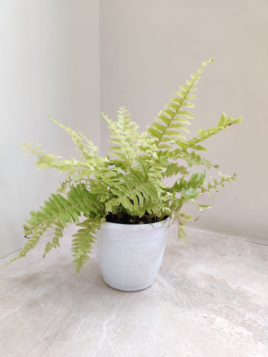 Low Maintenance Golden Fern in Plastic Pot