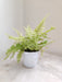 Low Maintenance Golden Fern in Plastic Pot