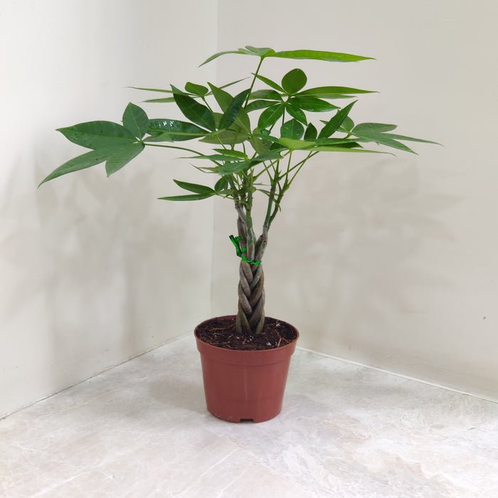 Money Plant Tree Braided with Books in Background