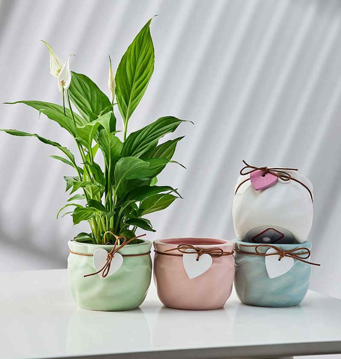 Mini heart tag plant pots