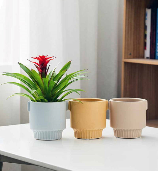 Modern pastel planters