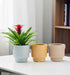 Modern pastel planters