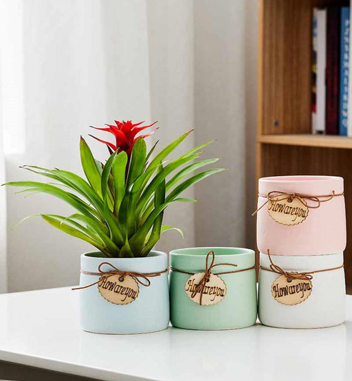 Pastel ceramic planters with How are you tag