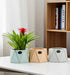 Stylish indoor planters in pastel colors