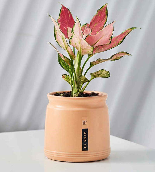 Blush barrel ceramic pot