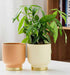 Stylish indoor planters in peach and cream