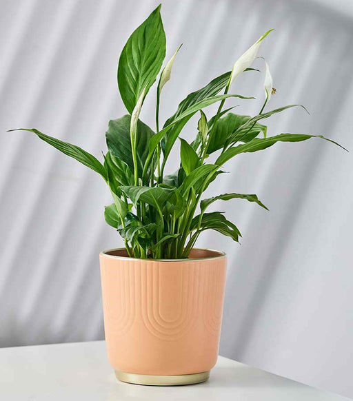 Modern peach ceramic pot with gold base for indoor plants