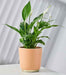 Modern peach ceramic pot with gold base for indoor plants