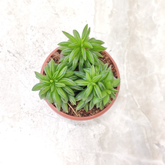 Healthy Peperomia Axillaris Succulent Plant