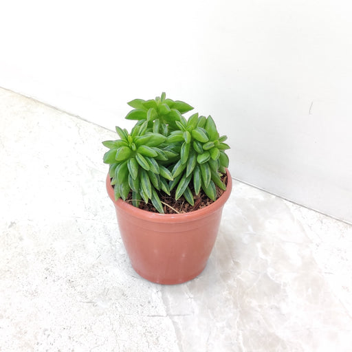 Peperomia Axillaris Succulent for Indoor