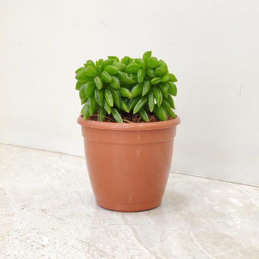 Peperomia Axillaris Succulent Plant