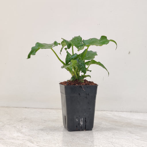 Philodendron Atom Houseplant