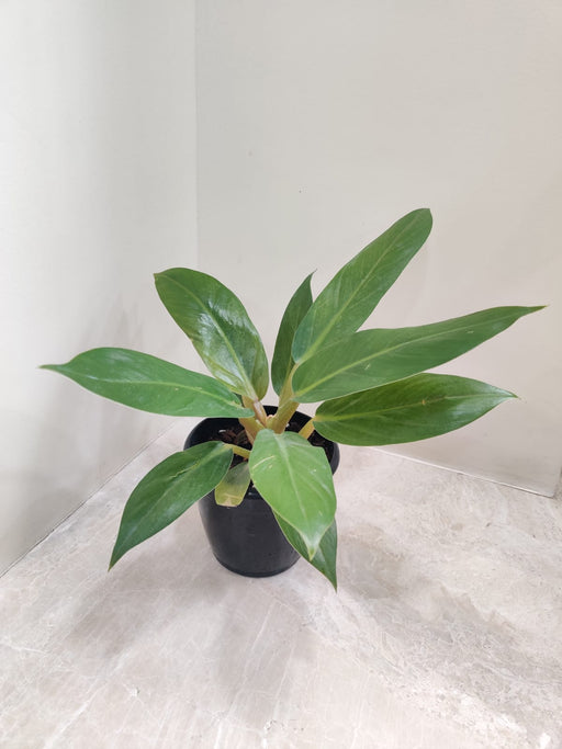 Hybrid Philodendron with Red-Green Leaves