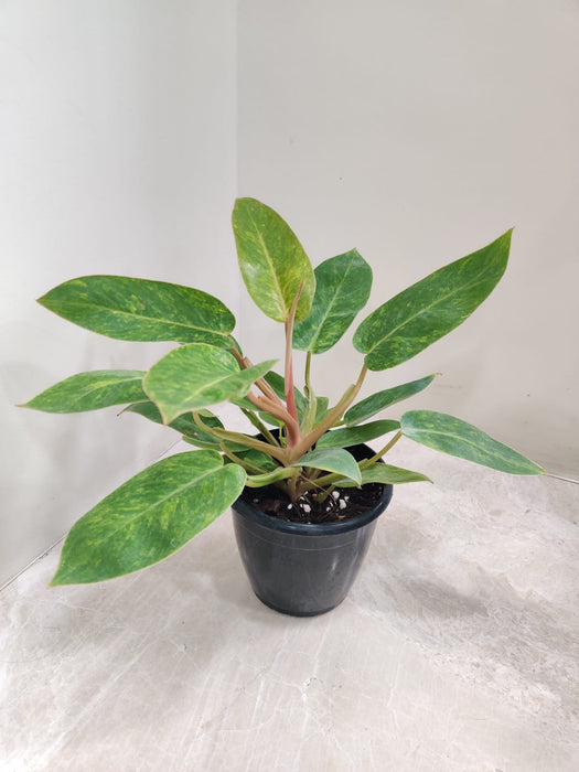 rare-houseplant-philodendron