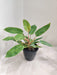 rare-houseplant-philodendron