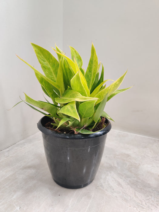 Rare Philodendron calkins gold