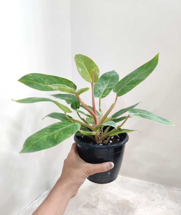 indoor-air-purifying-plant