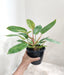 indoor-air-purifying-plant