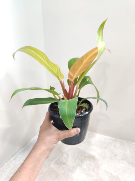 Easy Care Houseplant